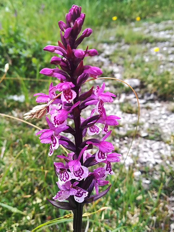 Particolare cromatismo in Dactylorhiza lapponica subsp. rhaetica